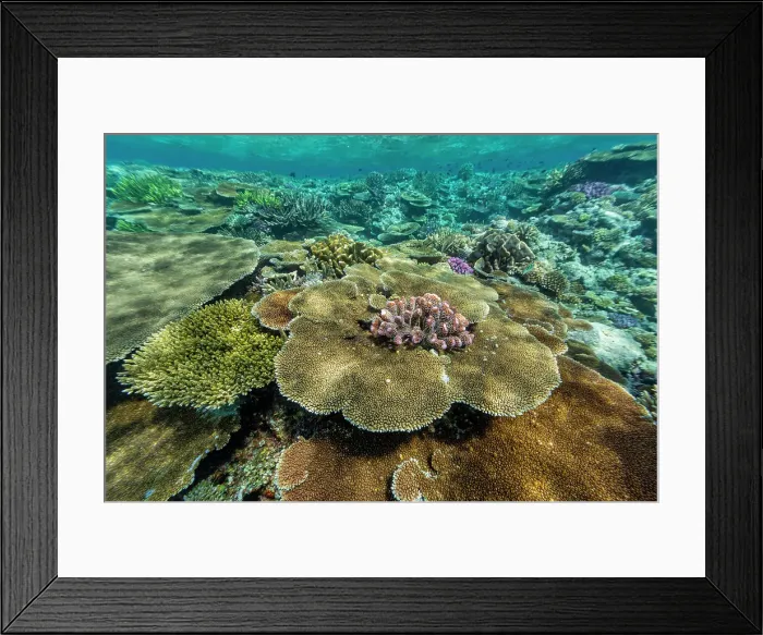 Framed Print : A myriad of hard and soft corals at Vatu-I-Ra Conservation Park on Viti Levu, Fiji, South Pacific, Pacific Framed Print : A myriad of hard and soft corals at Vatu-I-Ra Conservation Park on Viti Levu, Fiji, South Pacific, Pacific