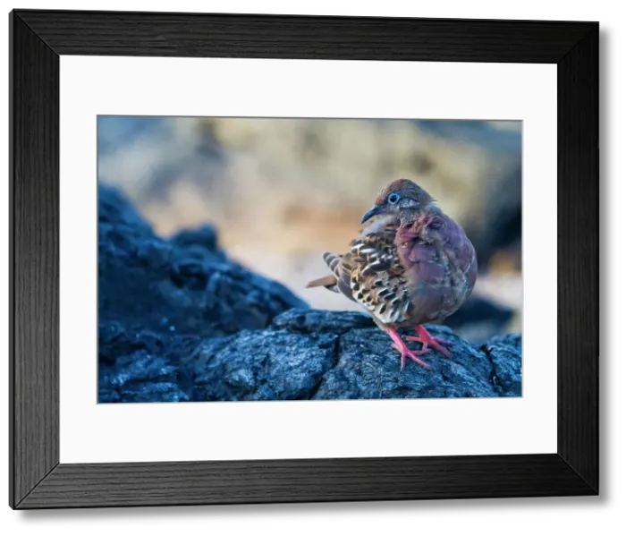 Framed Print : An adult Galapagos dove (Zenaida galapagoensis) on Espanola Island in the Galapagos Island Archipelago, UNESCO World Heritage Site, Ecuador, South America Framed Print : An adult Galapagos dove (Zenaida galapagoensis) on Espanola Island in the Galapagos Island Archipelago, UNESCO World Heritage Site, Ecuador, South America