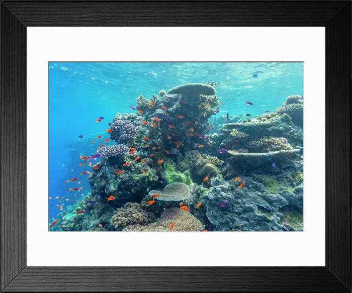 Framed Print : A myriad of hard and soft corals, as well as tropical reef fish at Vatu-I-Ra Conservation Park on Viti Levu, Fiji, South Pacific, Pacific Framed Print : A myriad of hard and soft corals, as well as tropical reef fish at Vatu-I-Ra Conservation Park on Viti Levu, Fiji, South Pacific, Pacific