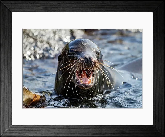Framed Print : Adult bull Galapagos sea lion (Zalophus wollebaeki) posturing on Fernandina Island in the Galapagos Islands, UNESCO World Heritage Site, Ecuador, South America Framed Print : Adult bull Galapagos sea lion (Zalophus wollebaeki) posturing on Fernandina Island in the Galapagos Islands, UNESCO World Heritage Site, Ecuador, South America
