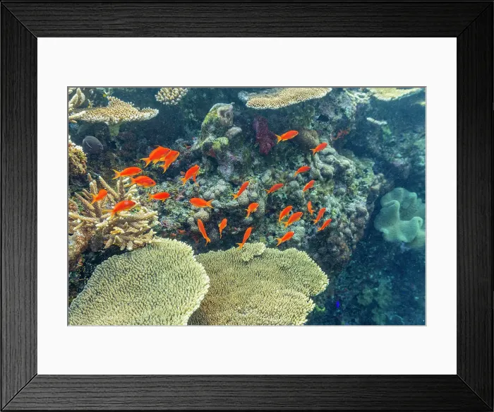 Framed Print : A myriad of hard and soft corals, as well as tropical reef fish at Vatu-I-Ra Conservation Park on Viti Levu, Fiji, South Pacific, Pacific Framed Print : A myriad of hard and soft corals, as well as tropical reef fish at Vatu-I-Ra Conservation Park on Viti Levu, Fiji, South Pacific, Pacific
