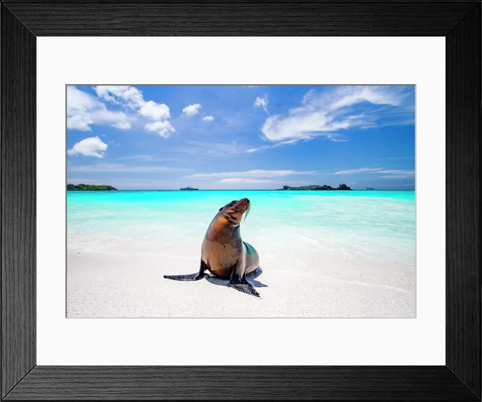 Framed Print : Galapagos sea lion pup (Zalophus wollebaeki) on Gardner Beach, Espanola Island in the Galapagos Islands, UNESCO World Heritage Site, Ecuador, South America Framed Print : Galapagos sea lion pup (Zalophus wollebaeki) on Gardner Beach, Espanola Island in the Galapagos Islands, UNESCO World Heritage Site, Ecuador, South America