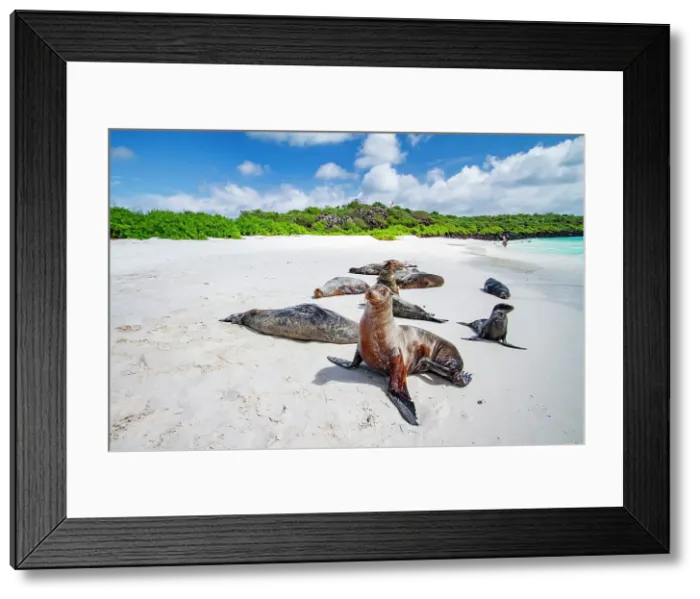 Framed Print : Galapagos sea lions (Zalophus wollebaeki) hauled out on Gardner Beach, Espanola Island in the Galapagos Islands, UNESCO World Heritage Site, Ecuador, South America Framed Print : Galapagos sea lions (Zalophus wollebaeki) hauled out on Gardner Beach, Espanola Island in the Galapagos Islands, UNESCO World Heritage Site, Ecuador, South America