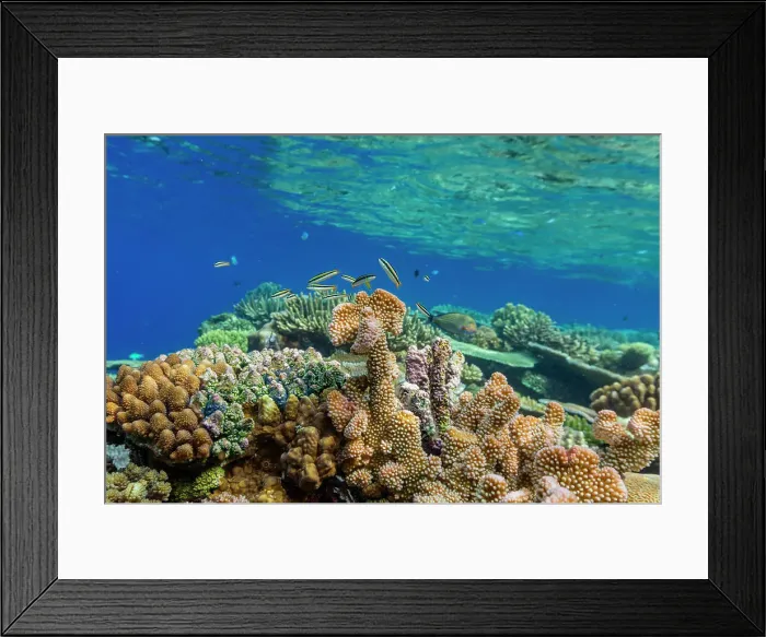 Framed Print : A myriad of hard and soft corals, as well as tropical reef fish at Vatu-I-Ra Conservation Park on Viti Levu, Fiji, South Pacific, Pacific Framed Print : A myriad of hard and soft corals, as well as tropical reef fish at Vatu-I-Ra Conservation Park on Viti Levu, Fiji, South Pacific, Pacific