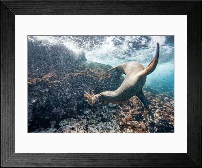 Framed Print : Galapagos sea lion pup (Zalophus wollebaeki) underwater playing with a lobster molt in the Galapagos Islands, UNESCO World Heritage Site, Ecuador, South America Framed Print : Galapagos sea lion pup (Zalophus wollebaeki) underwater playing with a lobster molt in the Galapagos Islands, UNESCO World Heritage Site, Ecuador, South America