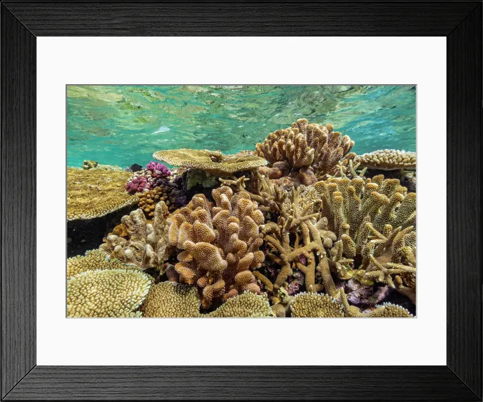 Framed Print : A myriad of hard and soft corals at Vatu-I-Ra Conservation Park on Viti Levu, Fiji, South Pacific, Pacific Framed Print : A myriad of hard and soft corals at Vatu-I-Ra Conservation Park on Viti Levu, Fiji, South Pacific, Pacific