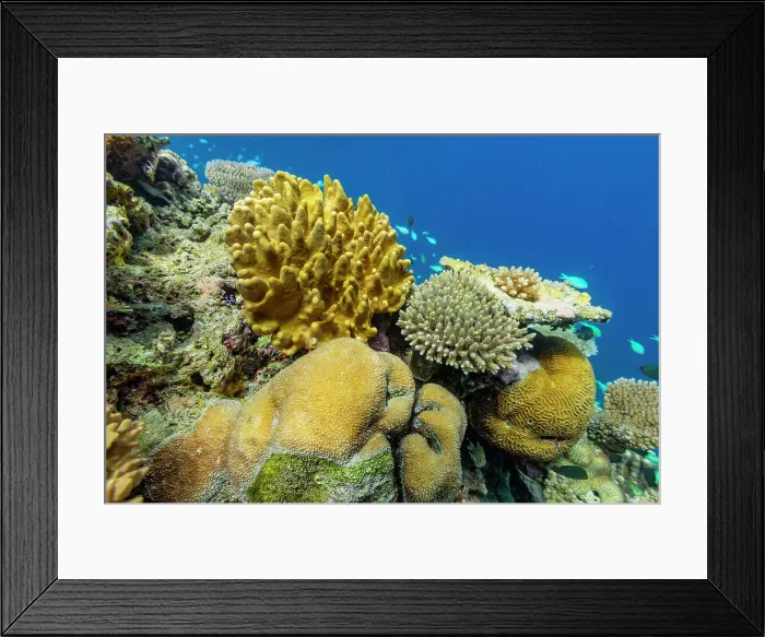 Framed Print : A myriad of hard and soft corals, as well as tropical reef fish on the healthy reef near Volivoli Resort on Viti Levu, Fiji, South Pacific, Pacific