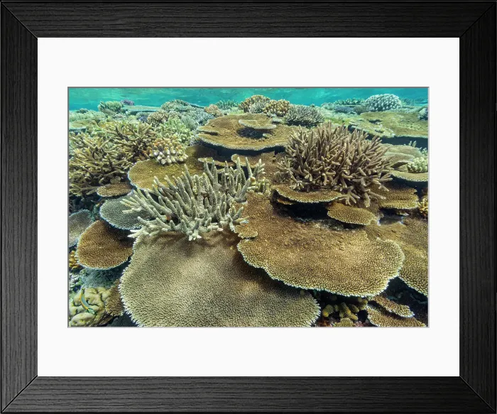 Framed Print : A myriad of hard and soft corals at Vatu-I-Ra Conservation Park on Viti Levu, Fiji, South Pacific, Pacific Framed Print : A myriad of hard and soft corals at Vatu-I-Ra Conservation Park on Viti Levu, Fiji, South Pacific, Pacific
