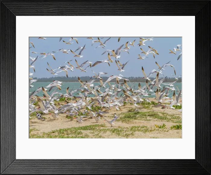 Framed Print : Caspian Terns (Hydroprogne caspia) at breeding colony on Ile des Oiseaux in the Parc National du Delta du Saloum, UNESCO World Heritage Site, Senegal, West Africa, Africa