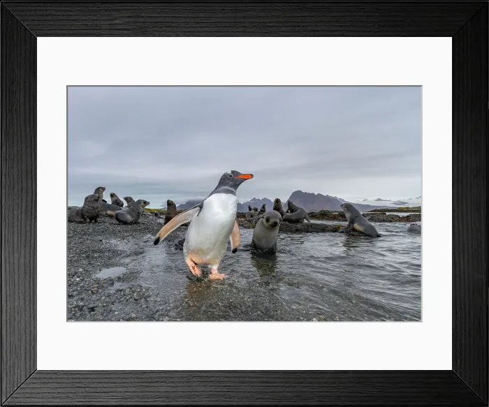 Framed Print : Antarctic fur seal pup (Arctocephalus gazella) on Prion Island in the Bay of Isles on South Georgia, Southern Ocean, Polar Regions