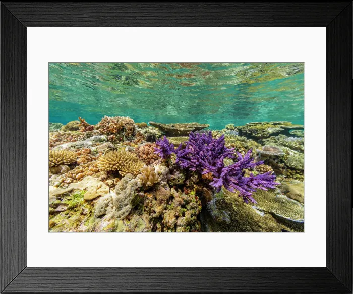 Framed Print : A myriad of hard and soft corals at Vatu-I-Ra Conservation Park on Viti Levu, Fiji, South Pacific, Pacific Framed Print : A myriad of hard and soft corals at Vatu-I-Ra Conservation Park on Viti Levu, Fiji, South Pacific, Pacific
