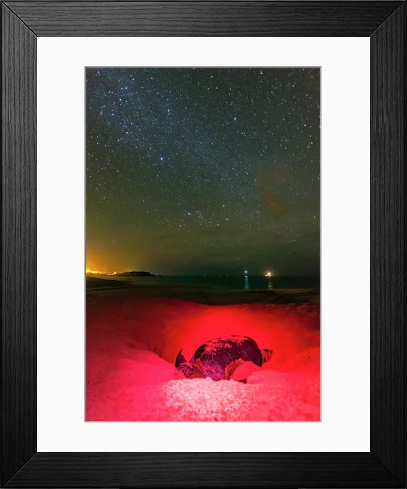 Framed Print : Green Sea Turtle (Chelonia mydas) nesting site at night on Long Beach on Ascension Island, Tropical Atlantic Ocean, South Atlantic Ocean Framed Print : Green Sea Turtle (Chelonia mydas) nesting site at night on Long Beach on Ascension Island, Tropical Atlantic Ocean, South Atlantic Ocean