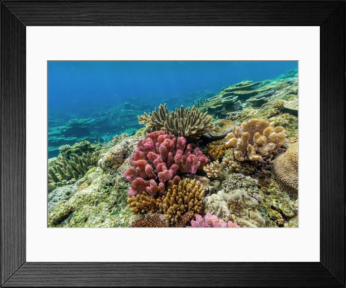 Framed Print : A myriad of hard and soft corals at Vatu-I-Ra Conservation Park on Viti Levu, Fiji, South Pacific, Pacific Framed Print : A myriad of hard and soft corals at Vatu-I-Ra Conservation Park on Viti Levu, Fiji, South Pacific, Pacific