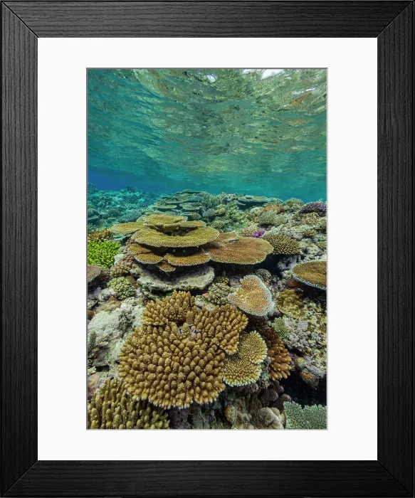 Framed Print : A myriad of hard and soft corals at Vatu-I-Ra Conservation Park on Viti Levu, Fiji, South Pacific, Pacific Framed Print : A myriad of hard and soft corals at Vatu-I-Ra Conservation Park on Viti Levu, Fiji, South Pacific, Pacific
