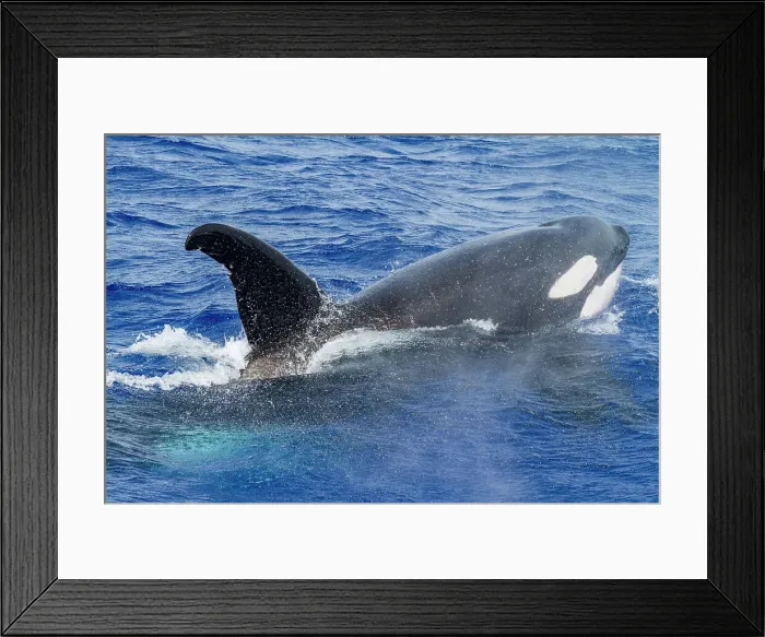 Framed Print : A small pod of killer whales (Orcinus orca) off Ascension Island in the Tropical Atlantic Ocean, South Atlantic Ocean Framed Print : A small pod of killer whales (Orcinus orca) off Ascension Island in the Tropical Atlantic Ocean, South Atlantic Ocean