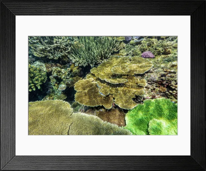 Framed Print : A myriad of hard and soft corals at Vatu-I-Ra Conservation Park on Viti Levu, Fiji, South Pacific, Pacific Framed Print : A myriad of hard and soft corals at Vatu-I-Ra Conservation Park on Viti Levu, Fiji, South Pacific, Pacific