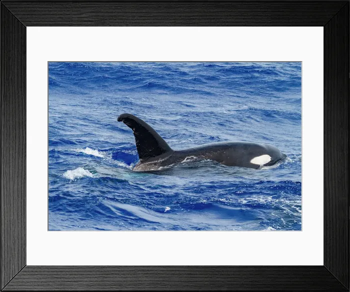 Framed Print : A small pod of killer whales (Orcinus orca) off Ascension Island in the Tropical Atlantic Ocean, South Atlantic Ocean Framed Print : A small pod of killer whales (Orcinus orca) off Ascension Island in the Tropical Atlantic Ocean, South Atlantic Ocean