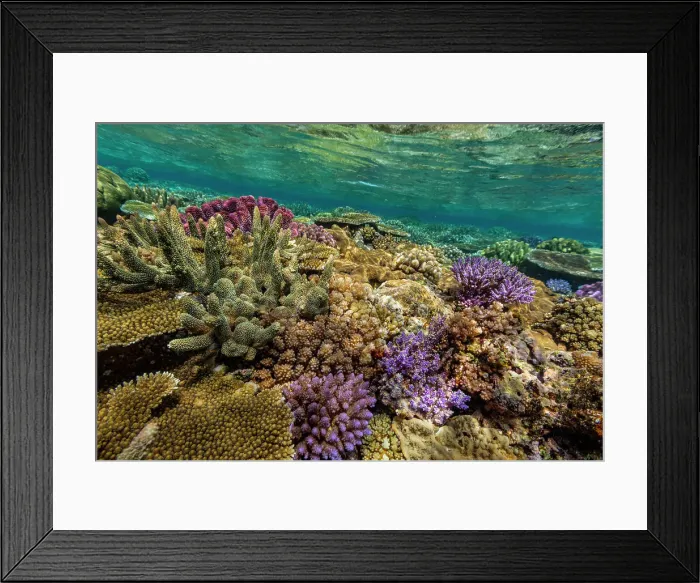 Framed Print : A myriad of hard and soft corals at Vatu-I-Ra Conservation Park on Viti Levu, Fiji, South Pacific, Pacific Framed Print : A myriad of hard and soft corals at Vatu-I-Ra Conservation Park on Viti Levu, Fiji, South Pacific, Pacific