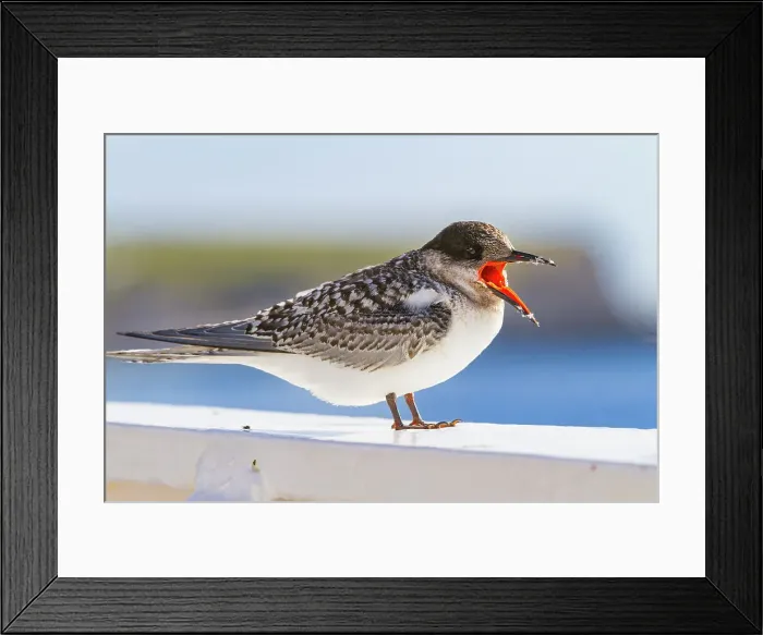 Framed Print : Juvenile Antarctic tern (Sterna vittata) resting on ship's rail near Tristan da Cunha, South Atlantic Ocean Framed Print : Juvenile Antarctic tern (Sterna vittata) resting on ship's rail near Tristan da Cunha, South Atlantic Ocean