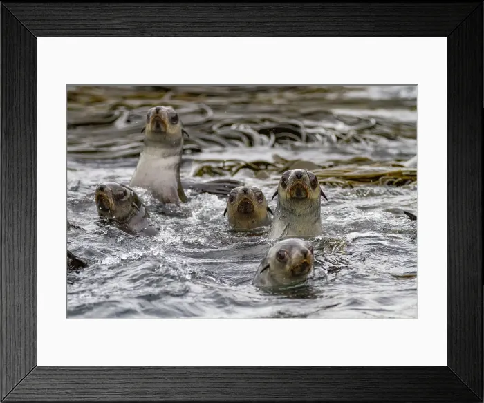 Framed Print : Antarctic fur seal pups (Arctocephalus gazella) on Prion Island in the Bay of Isles on South Georgia, Southern Ocean, Polar Regions Framed Print : Antarctic fur seal pups (Arctocephalus gazella) on Prion Island in the Bay of Isles on South Georgia, Southern Ocean, Polar Regions