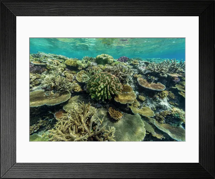 Framed Print : A myriad of hard and soft corals at Vatu-I-Ra Conservation Park on Viti Levu, Fiji, South Pacific, Pacific Framed Print : A myriad of hard and soft corals at Vatu-I-Ra Conservation Park on Viti Levu, Fiji, South Pacific, Pacific