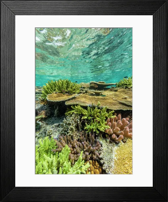 Framed Print : A myriad of hard and soft corals at Vatu-I-Ra Conservation Park on Viti Levu, Fiji, South Pacific, Pacific Framed Print : A myriad of hard and soft corals at Vatu-I-Ra Conservation Park on Viti Levu, Fiji, South Pacific, Pacific