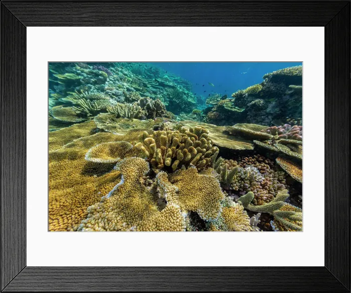 Framed Print : A myriad of hard and soft corals at Vatu-I-Ra Conservation Park on Viti Levu, Fiji, South Pacific, Pacific Framed Print : A myriad of hard and soft corals at Vatu-I-Ra Conservation Park on Viti Levu, Fiji, South Pacific, Pacific