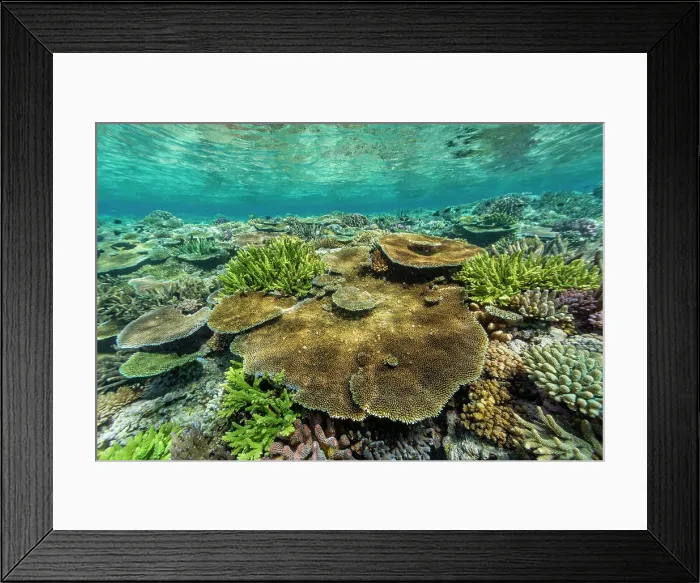Framed Print : A myriad of hard and soft corals at Vatu-I-Ra Conservation Park on Viti Levu, Fiji, South Pacific, Pacific Framed Print : A myriad of hard and soft corals at Vatu-I-Ra Conservation Park on Viti Levu, Fiji, South Pacific, Pacific