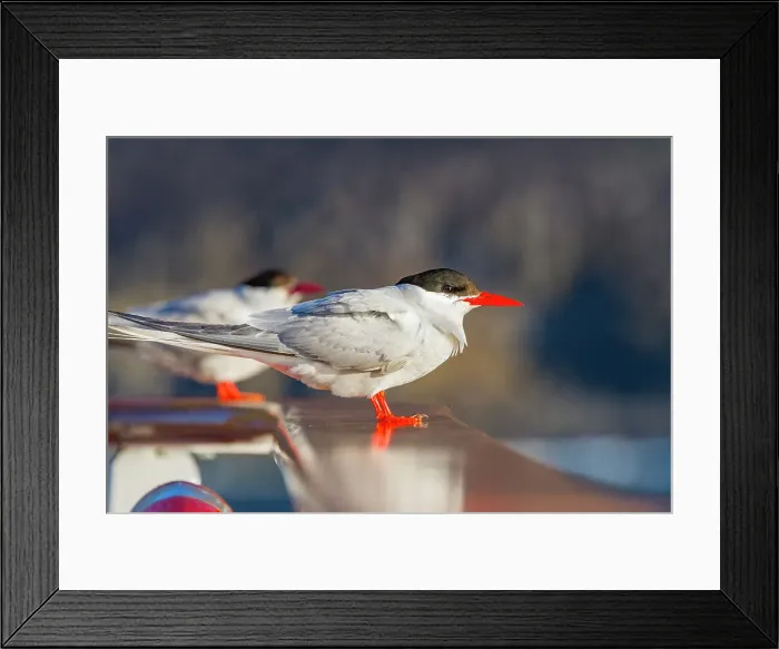 Framed Print : Adult Antarctic tern (Sterna vittata) resting on the National Geographic Explorer near Tristan da Cunha, South Atlantic Ocean