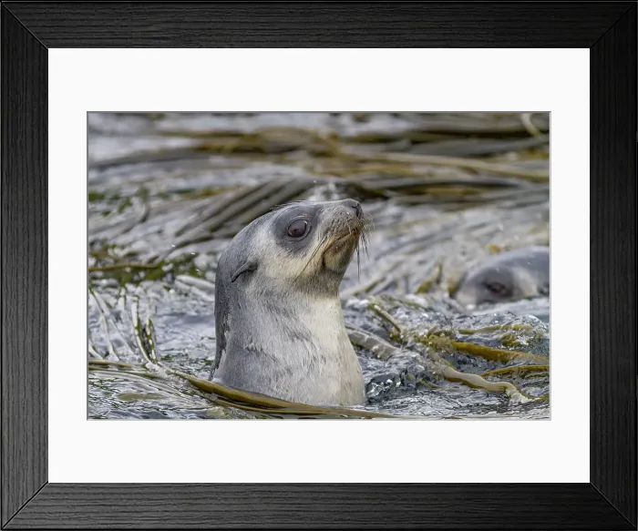 Framed Print : Antarctic fur seal pup (Arctocephalus gazella) on Prion Island in the Bay of Isles on South Georgia, Southern Ocean, Polar Regions Framed Print : Antarctic fur seal pup (Arctocephalus gazella) on Prion Island in the Bay of Isles on South Georgia, Southern Ocean, Polar Regions
