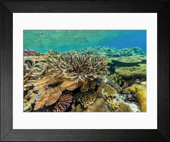 Framed Print : A myriad of hard and soft corals at Vatu-I-Ra Conservation Park on Viti Levu, Fiji, South Pacific, Pacific Framed Print : A myriad of hard and soft corals at Vatu-I-Ra Conservation Park on Viti Levu, Fiji, South Pacific, Pacific