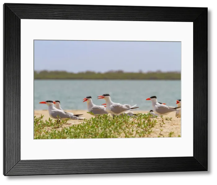 Framed Print : Caspian Terns (Hydroprogne caspia) at breeding colony on Ile des Oiseaux in the Parc National du Delta du Saloum, UNESCO World Heritage Site, Senegal, West Africa, Africa Framed Print : Caspian Terns (Hydroprogne caspia) at breeding colony on Ile des Oiseaux in the Parc National du Delta du Saloum, UNESCO World Heritage Site, Senegal, West Africa, Africa