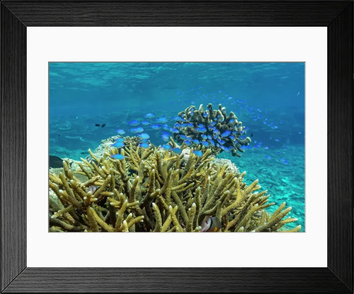 Framed Print : A myriad of hard and soft corals, as well as tropical reef fish at Vatu-I-Ra Conservation Park on Viti Levu, Fiji, South Pacific, Pacific Framed Print : A myriad of hard and soft corals, as well as tropical reef fish at Vatu-I-Ra Conservation Park on Viti Levu, Fiji, South Pacific, Pacific
