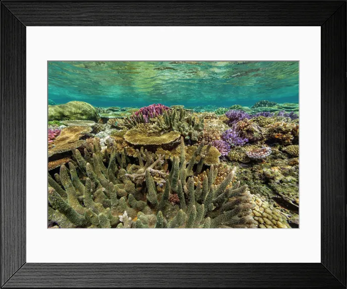 Framed Print : A myriad of hard and soft corals at Vatu-I-Ra Conservation Park on Viti Levu, Fiji, South Pacific, Pacific Framed Print : A myriad of hard and soft corals at Vatu-I-Ra Conservation Park on Viti Levu, Fiji, South Pacific, Pacific