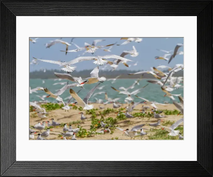 Framed Print : Caspian Terns (Hydroprogne caspia) at breeding colony on Ile des Oiseaux in the Parc National du Delta du Saloum, UNESCO World Heritage Site, Senegal, West Africa, Africa Framed Print : Caspian Terns (Hydroprogne caspia) at breeding colony on Ile des Oiseaux in the Parc National du Delta du Saloum, UNESCO World Heritage Site, Senegal, West Africa, Africa