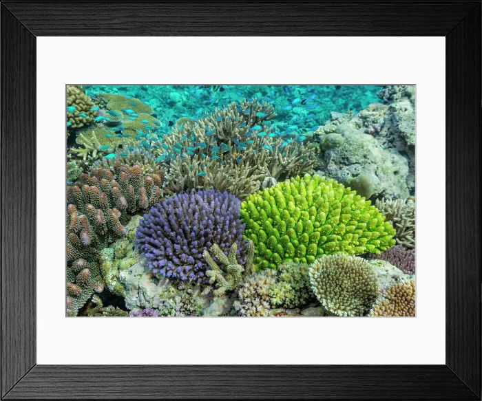 Framed Print : A myriad of hard and soft corals, as well as tropical reef fish at Vatu-I-Ra Conservation Park on Viti Levu, Fiji, South Pacific, Pacific Framed Print : A myriad of hard and soft corals, as well as tropical reef fish at Vatu-I-Ra Conservation Park on Viti Levu, Fiji, South Pacific, Pacific