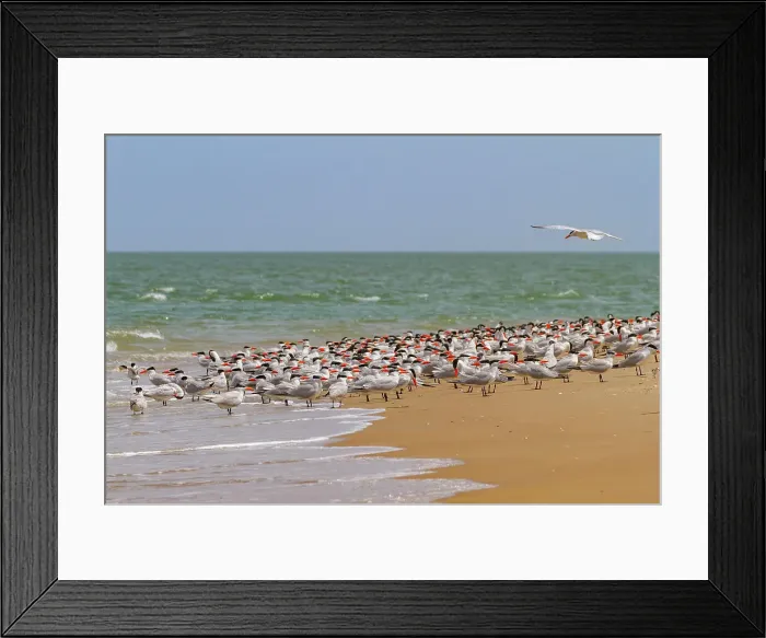 Framed Print : Caspian Terns (Hydroprogne caspia) at breeding colony on Ile des Oiseaux in the Parc National du Delta du Saloum, UNESCO World Heritage Site, Senegal, West Africa, Africa Framed Print : Caspian Terns (Hydroprogne caspia) at breeding colony on Ile des Oiseaux in the Parc National du Delta du Saloum, UNESCO World Heritage Site, Senegal, West Africa, Africa