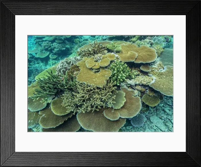 Framed Print : A myriad of hard and soft corals at Vatu-I-Ra Conservation Park on Viti Levu, Fiji, South Pacific, Pacific Framed Print : A myriad of hard and soft corals at Vatu-I-Ra Conservation Park on Viti Levu, Fiji, South Pacific, Pacific