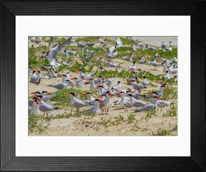 Framed Print : Caspian Terns (Hydroprogne caspia) at breeding colony on Ile des Oiseaux in the Parc National du Delta du Saloum, UNESCO World Heritage Site, Senegal, West Africa, Africa Framed Print : Caspian Terns (Hydroprogne caspia) at breeding colony on Ile des Oiseaux in the Parc National du Delta du Saloum, UNESCO World Heritage Site, Senegal, West Africa, Africa