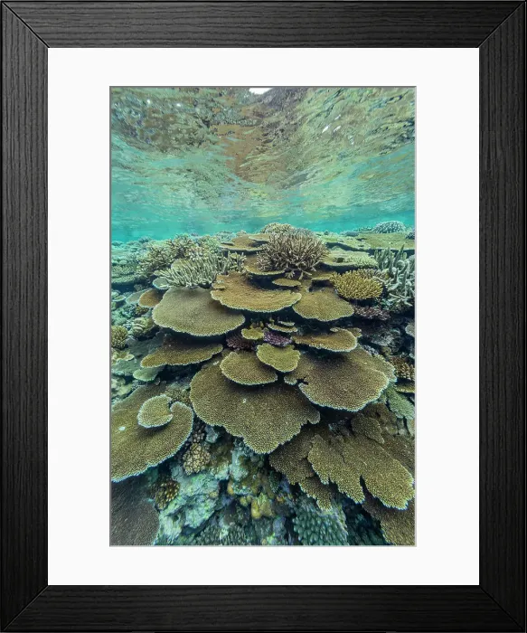 Framed Print : A myriad of hard and soft corals at Vatu-I-Ra Conservation Park on Viti Levu, Fiji, South Pacific, Pacific Framed Print : A myriad of hard and soft corals at Vatu-I-Ra Conservation Park on Viti Levu, Fiji, South Pacific, Pacific