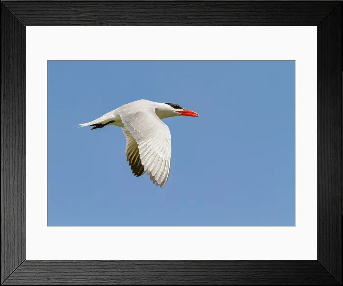 Framed Print : Caspian Tern (Hydroprogne caspia) at breeding colony on Ile des Oiseaux in the Parc National du Delta du Saloum, UNESCO World Heritage Site, Senegal, West Africa, Africa