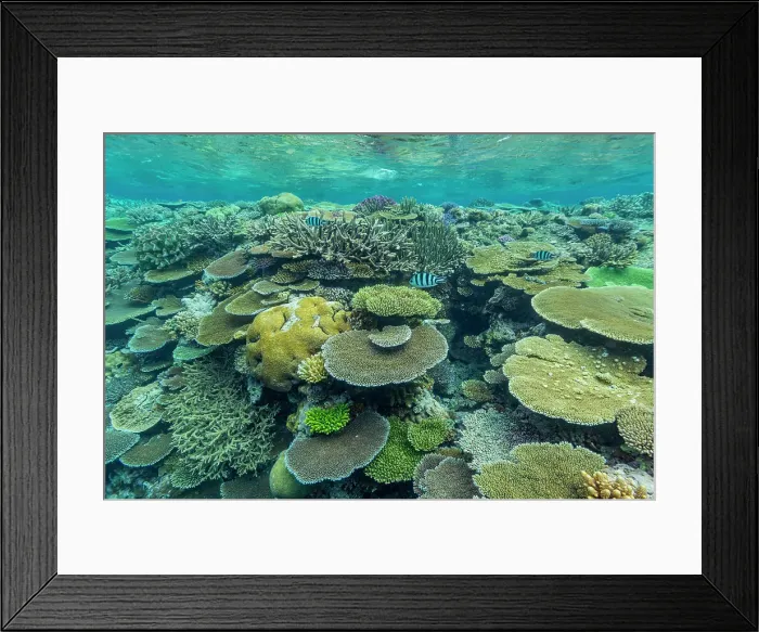 Framed Print : A myriad of hard and soft corals, as well as tropical reef fish at Vatu-I-Ra Conservation Park on Viti Levu, Fiji, South Pacific, Pacific Framed Print : A myriad of hard and soft corals, as well as tropical reef fish at Vatu-I-Ra Conservation Park on Viti Levu, Fiji, South Pacific, Pacific