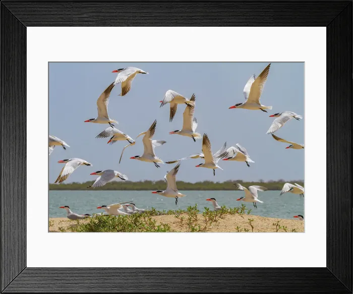 Framed Print : Caspian Terns (Hydroprogne caspia) at breeding colony on Ile des Oiseaux in the Parc National du Delta du Saloum, UNESCO World Heritage Site, Senegal, West Africa, Africa
