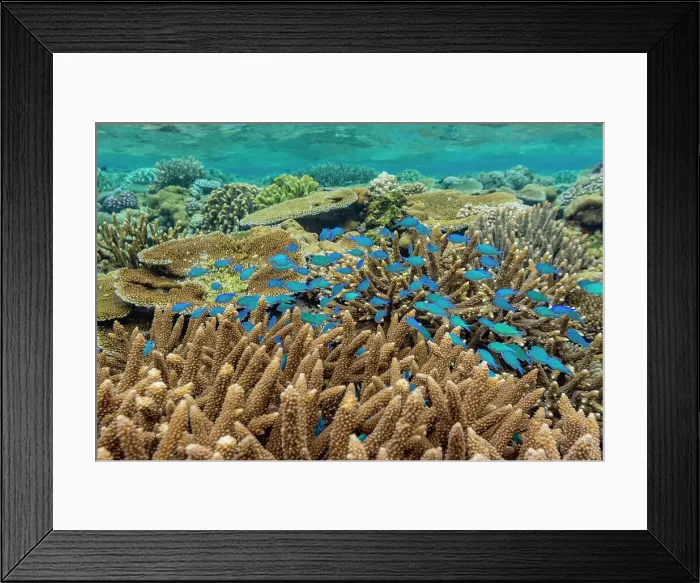 Framed Print : A myriad of hard and soft corals, as well as tropical reef fish at Vatu-I-Ra Conservation Park on Viti Levu, Fiji, South Pacific, Pacific Framed Print : A myriad of hard and soft corals, as well as tropical reef fish at Vatu-I-Ra Conservation Park on Viti Levu, Fiji, South Pacific, Pacific