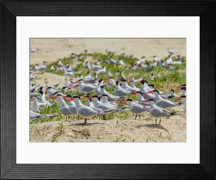 Framed Print : Caspian Terns (Hydroprogne caspia) at breeding colony on Ile des Oiseaux in the Parc National du Delta du Saloum, UNESCO World Heritage Site, Senegal, West Africa, Africa Framed Print : Caspian Terns (Hydroprogne caspia) at breeding colony on Ile des Oiseaux in the Parc National du Delta du Saloum, UNESCO World Heritage Site, Senegal, West Africa, Africa