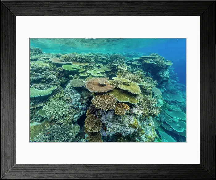 Framed Print : A myriad of hard and soft corals, as well as tropical reef fish at Vatu-I-Ra Conservation Park on Viti Levu, Fiji, South Pacific, Pacific