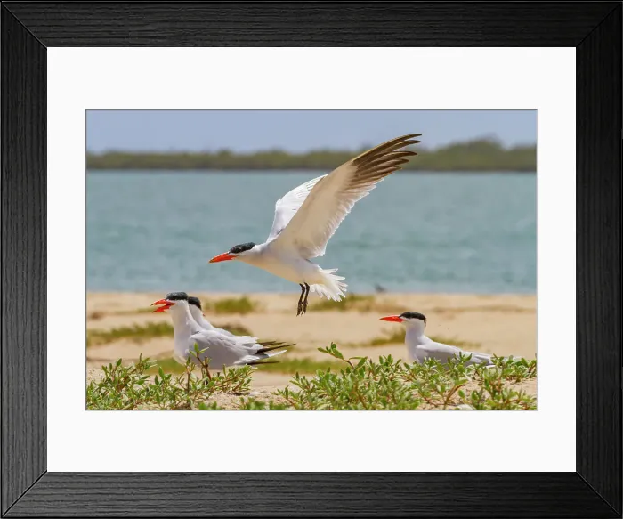 Framed Print : Caspian Terns (Hydroprogne caspia) at breeding colony on Ile des Oiseaux in the Parc National du Delta du Saloum, UNESCO World Heritage Site, Senegal, West Africa, Africa