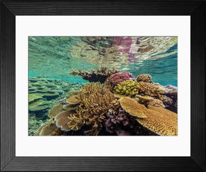 Framed Print : A myriad of hard and soft corals at Vatu-I-Ra Conservation Park on Viti Levu, Fiji, South Pacific, Pacific