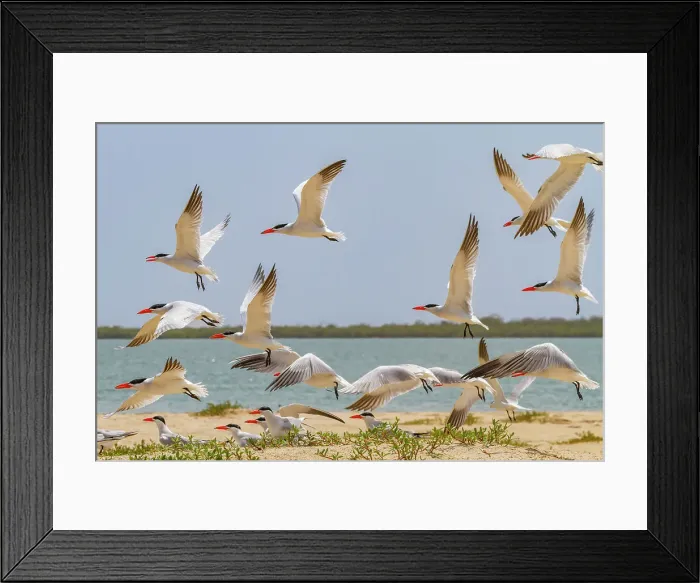 Framed Print : Caspian Terns (Hydroprogne caspia) at breeding colony on Ile des Oiseaux in the Parc National du Delta du Saloum, UNESCO World Heritage Site, Senegal, West Africa, Africa