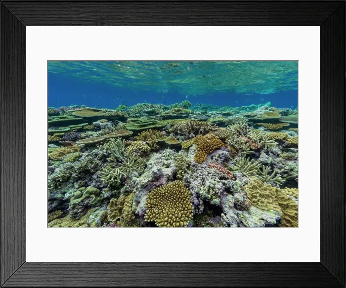 Framed Print : A myriad of hard and soft corals at Vatu-I-Ra Conservation Park on Viti Levu, Fiji, South Pacific, Pacific Framed Print : A myriad of hard and soft corals at Vatu-I-Ra Conservation Park on Viti Levu, Fiji, South Pacific, Pacific